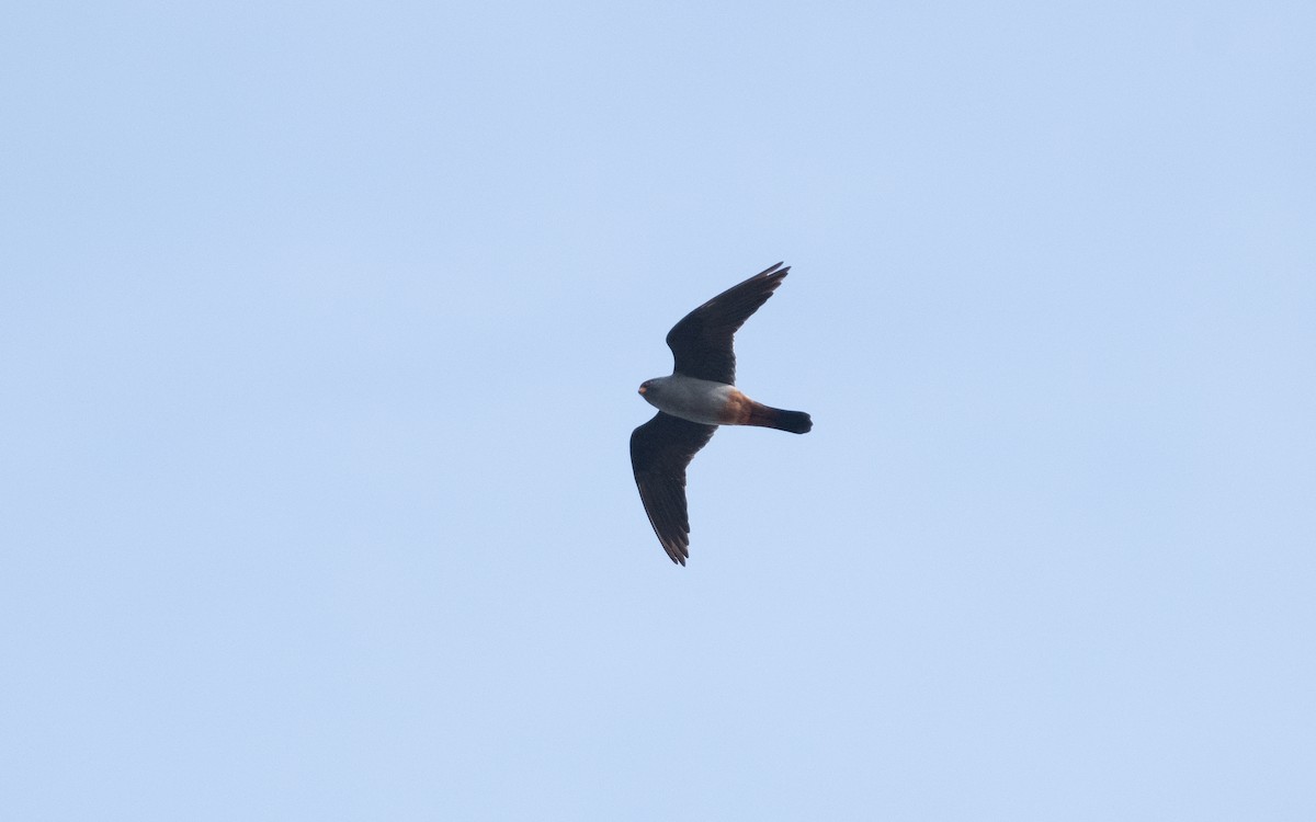 Red-footed Falcon - ML629095304