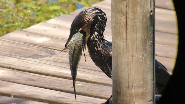 Neotropic Cormorant - ML629095364