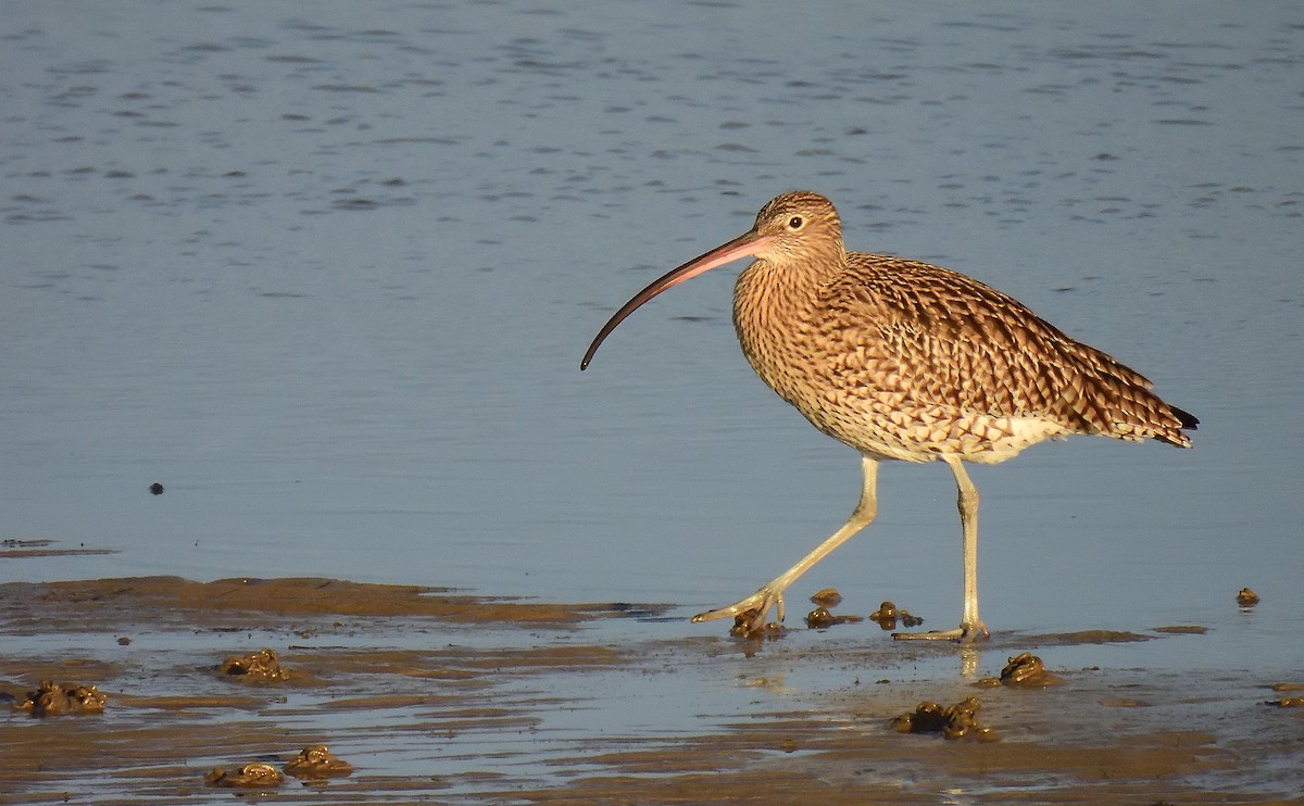 Eurasian Curlew - ML629095406