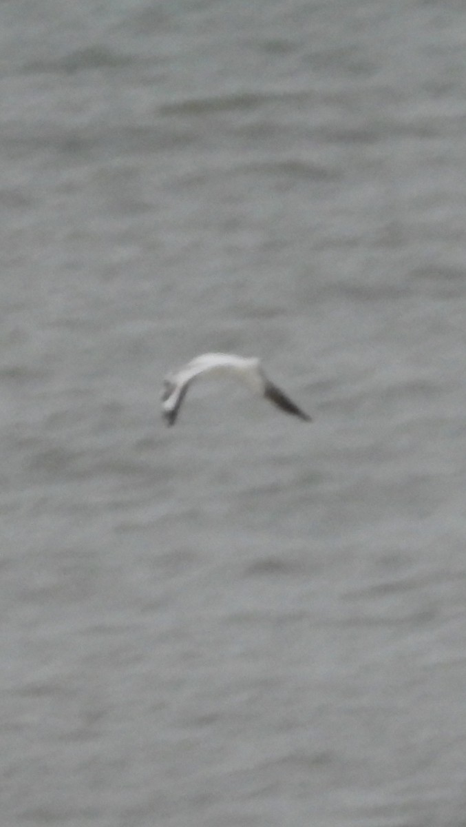 Black-headed Gull - ML629095439