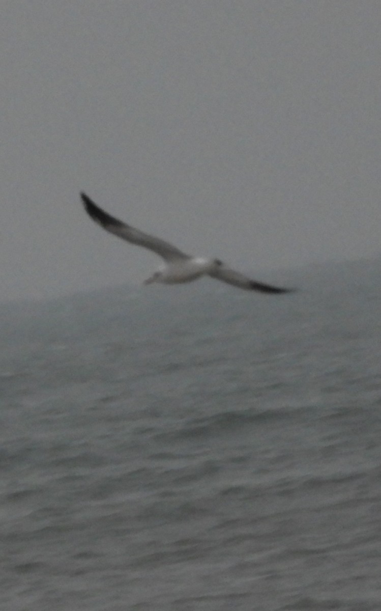 Black-headed Gull - ML629095440