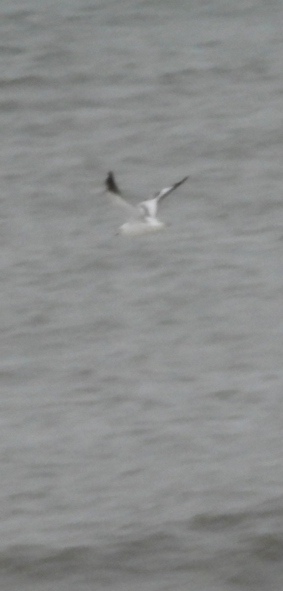 Black-headed Gull - ML629095441