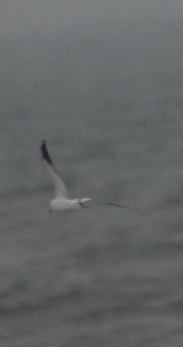 Black-headed Gull - ML629095442
