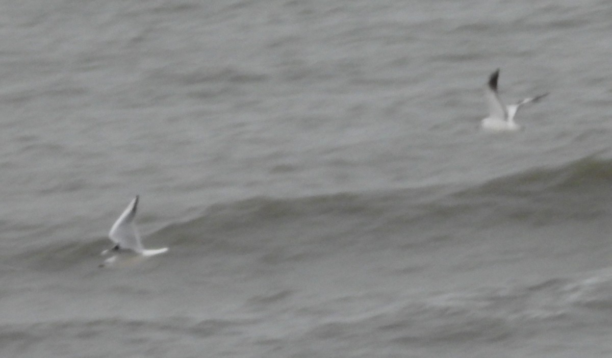 Black-headed Gull - ML629095443