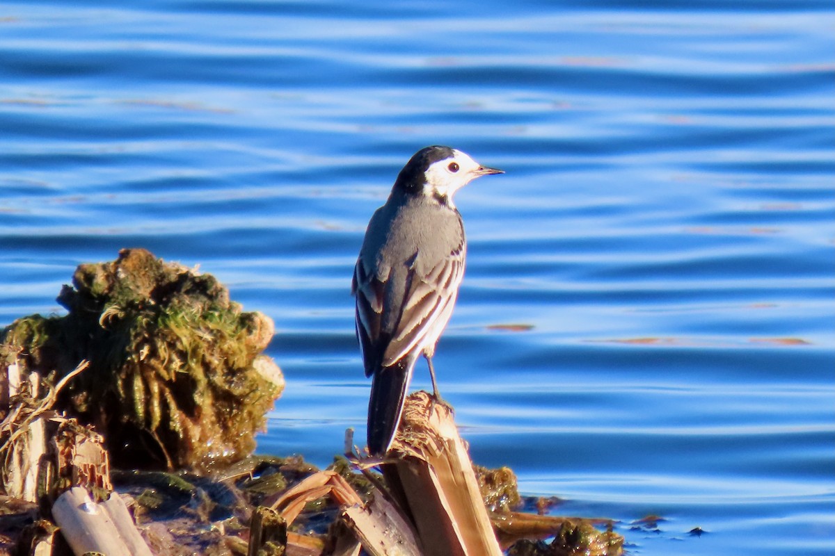White Wagtail - ML629095569