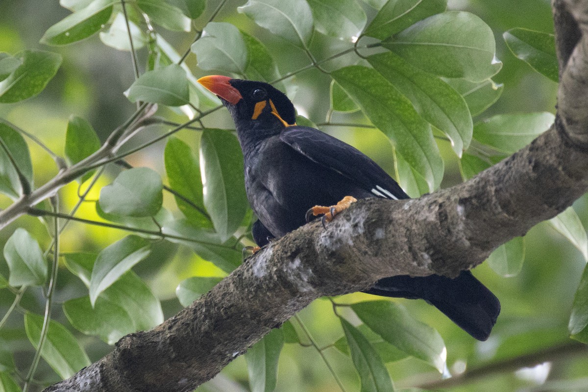 Common Hill Myna - ML629095611