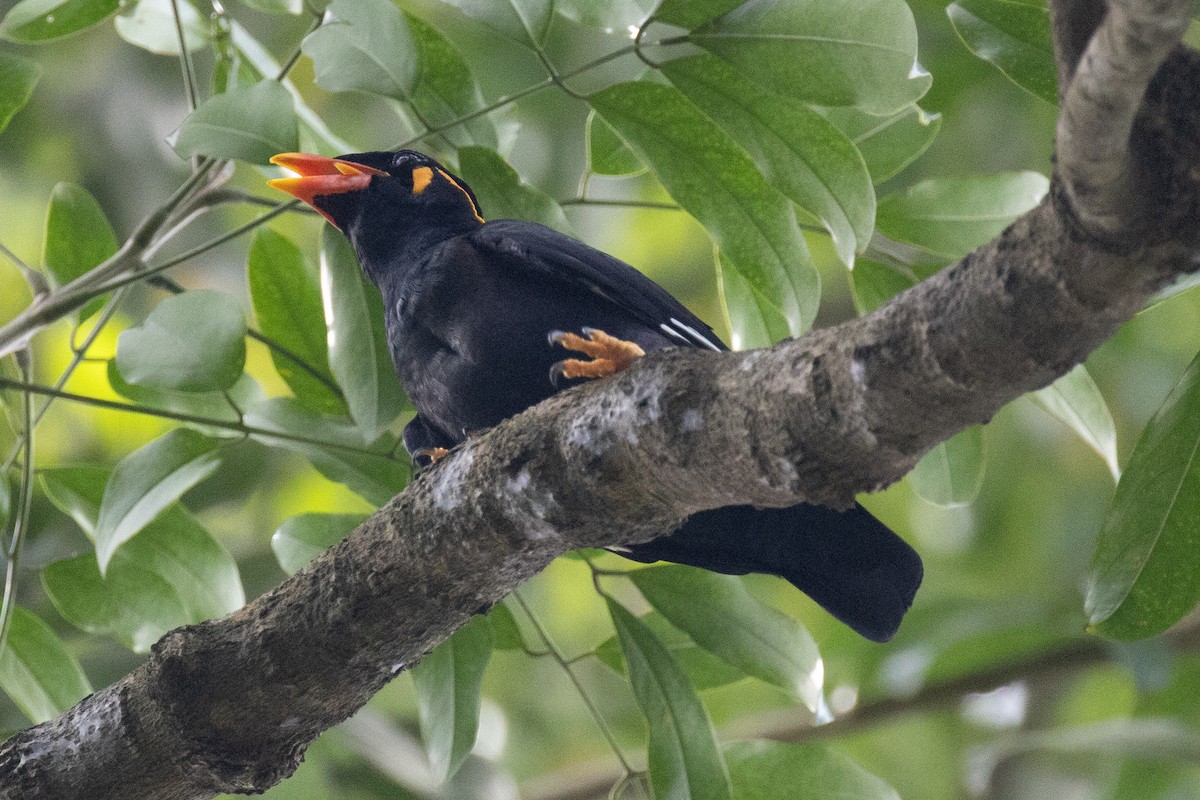 Common Hill Myna - ML629095612