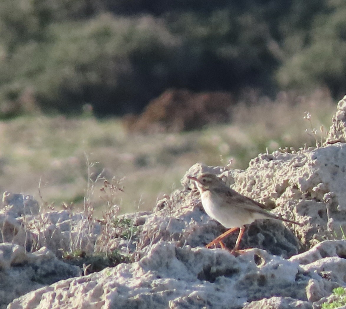 Richard's Pipit - ML629095701