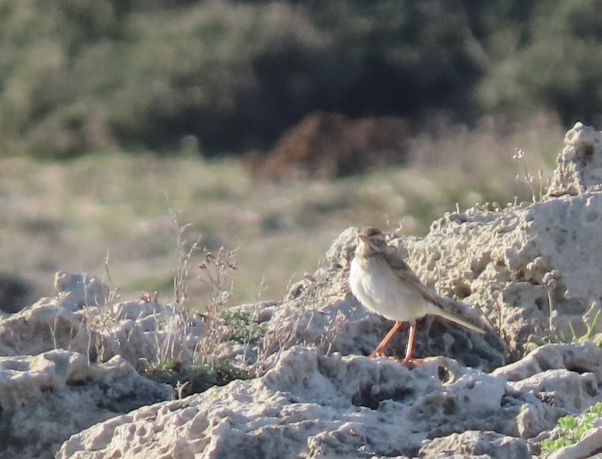 Richard's Pipit - ML629095702