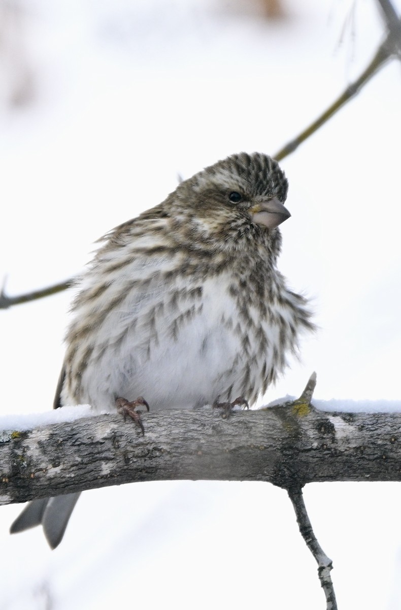 Purple Finch - ML629095834