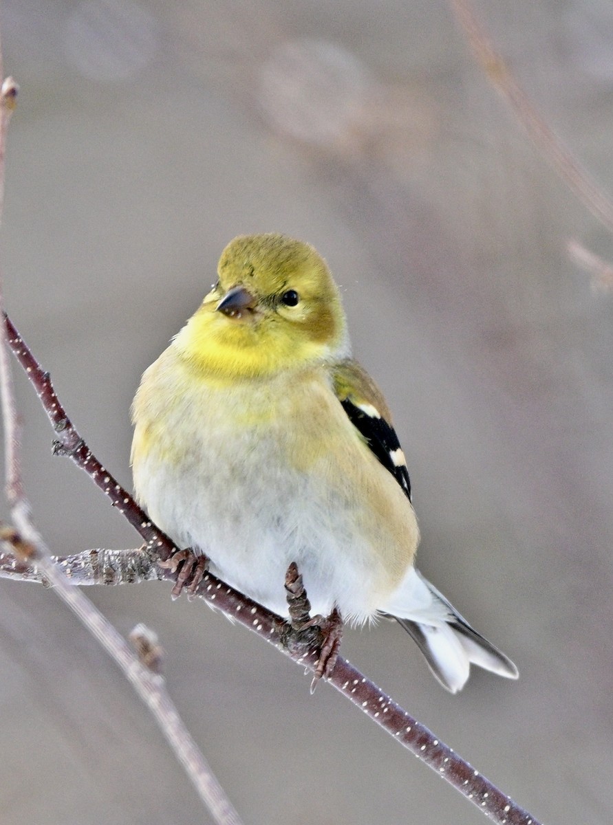 American Goldfinch - ML629095837