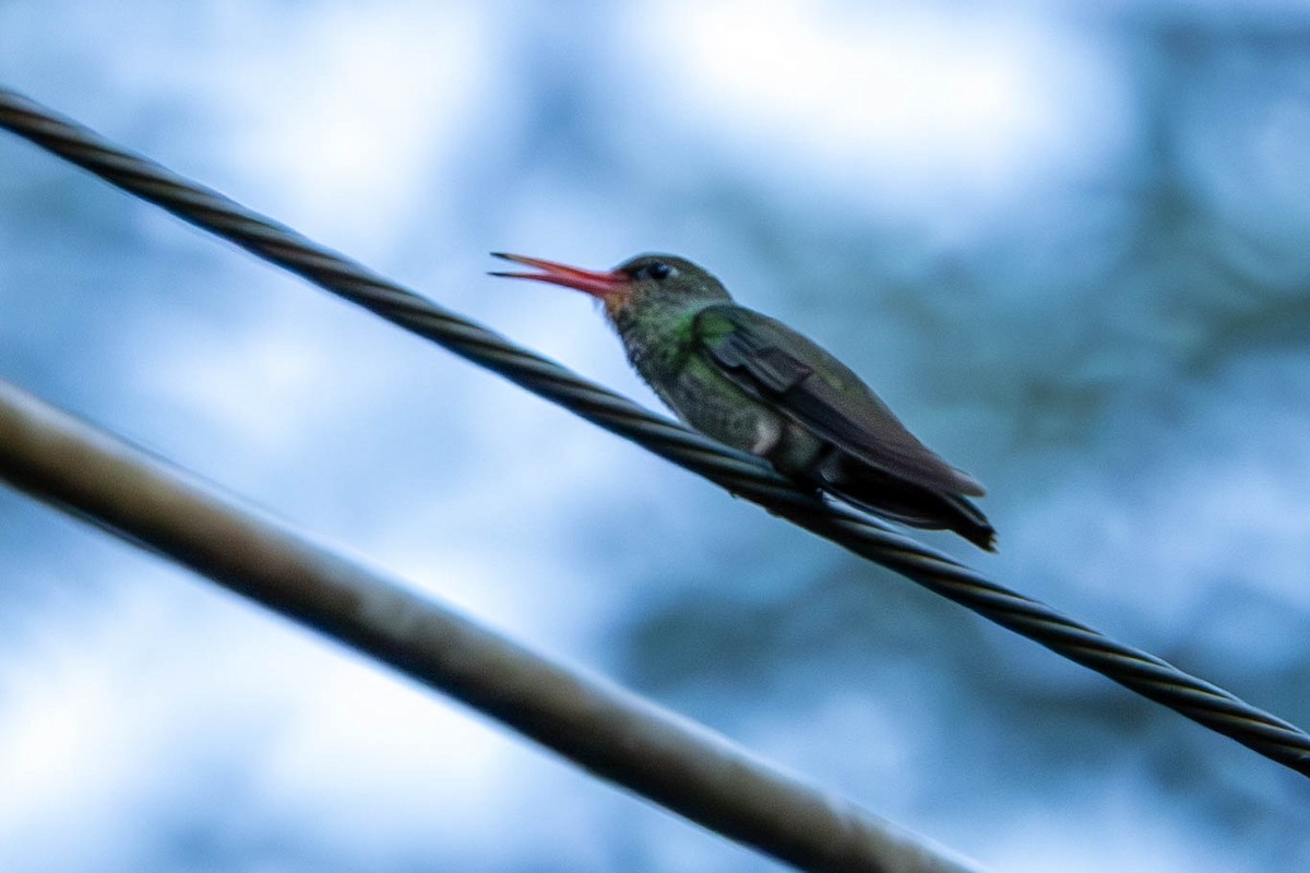 Gilded Hummingbird - ML629096019