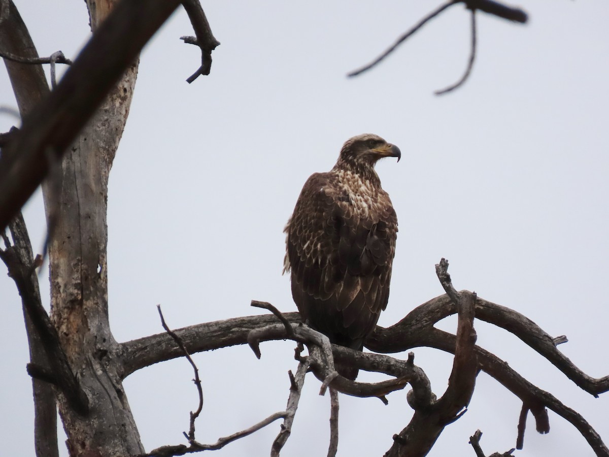 Bald Eagle - ML629096171