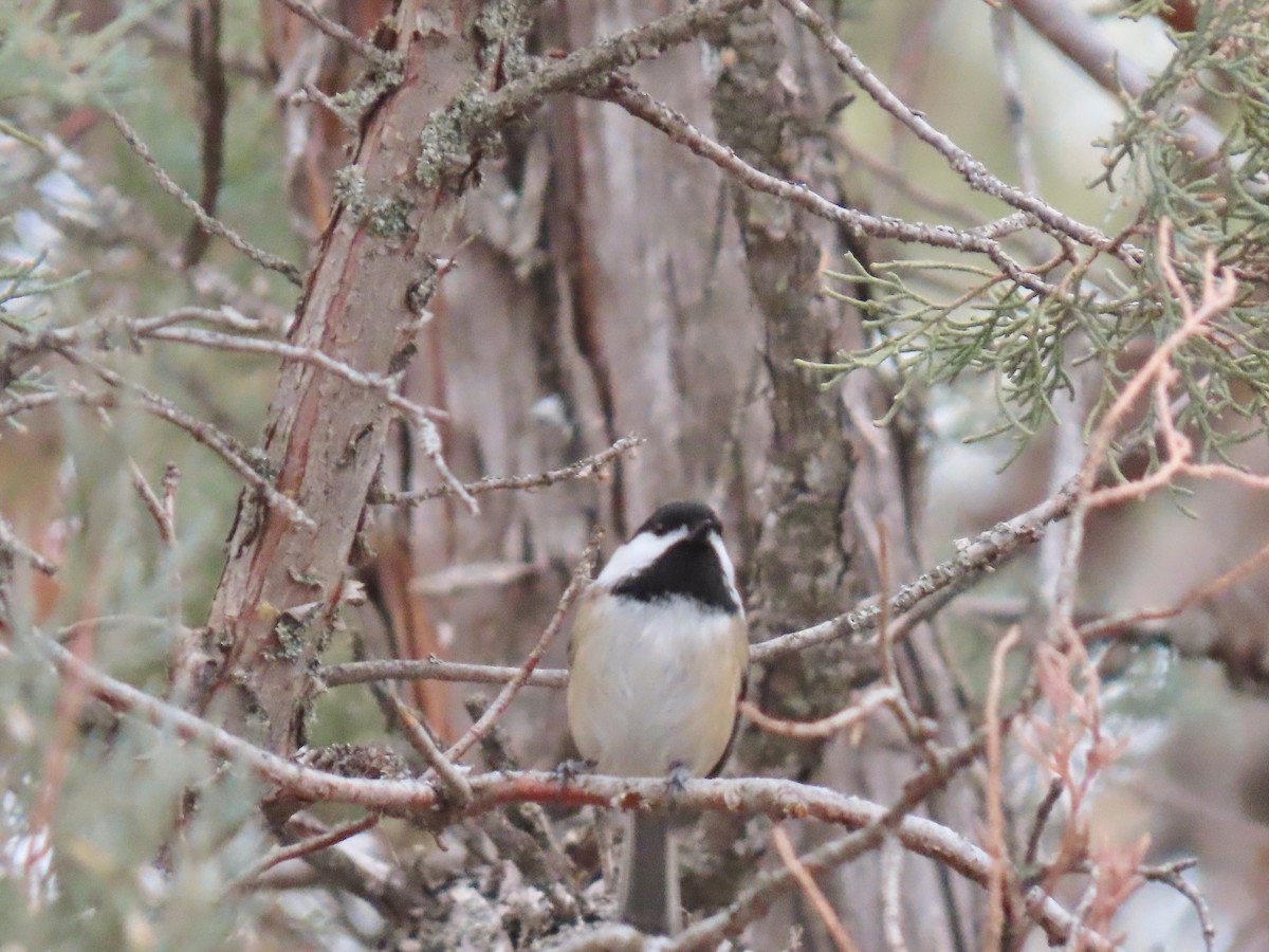 Black-capped Chickadee - ML629096203