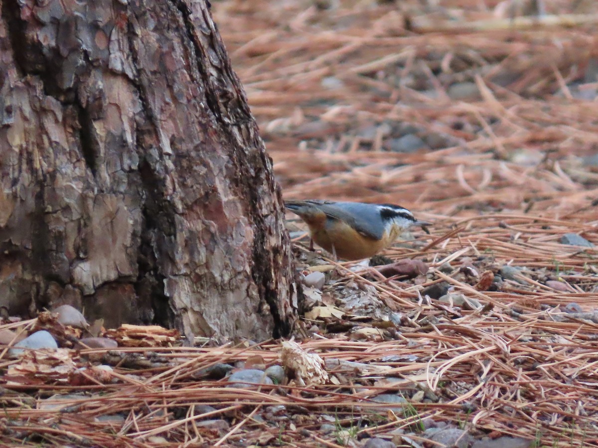 Red-breasted Nuthatch - ML629096241