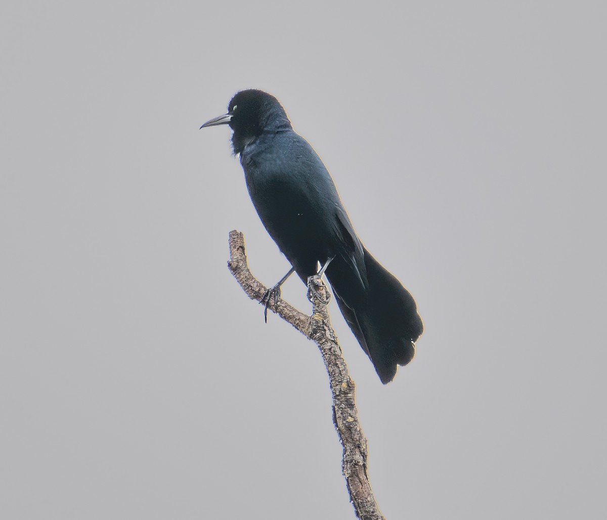 Boat-tailed Grackle - ML629096328