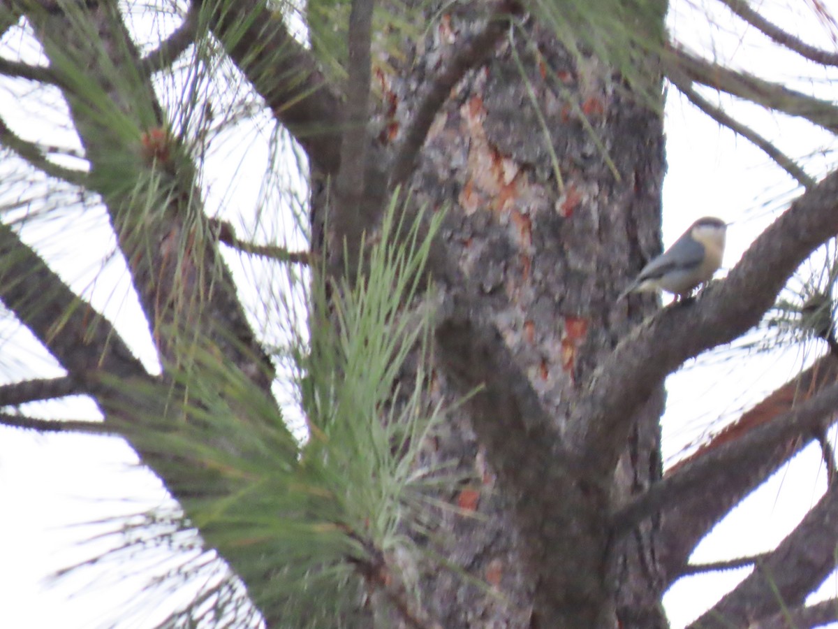 Pygmy Nuthatch - ML629096346