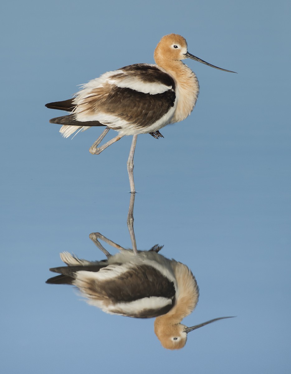 American Avocet - ML629096720