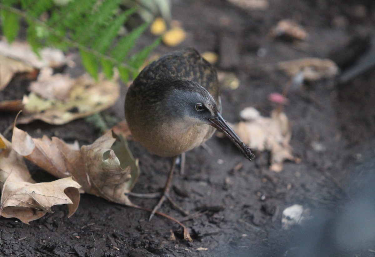 Virginia Rail - ML629096735
