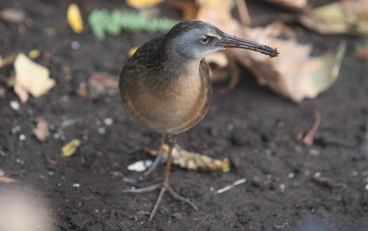 Virginia Rail - ML629096737