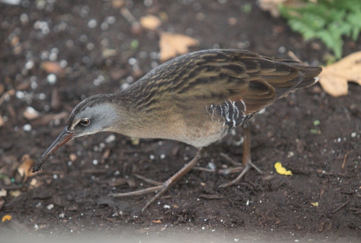Virginia Rail - ML629096738