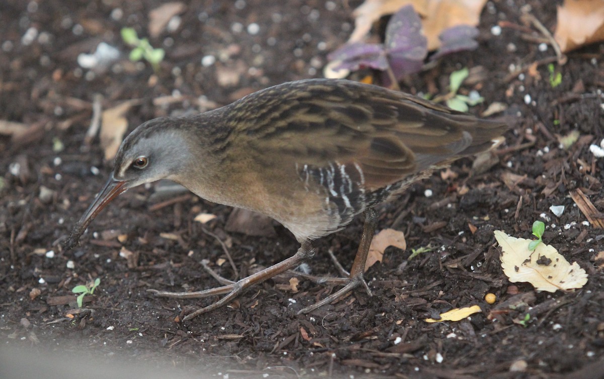 Virginia Rail - ML629096739