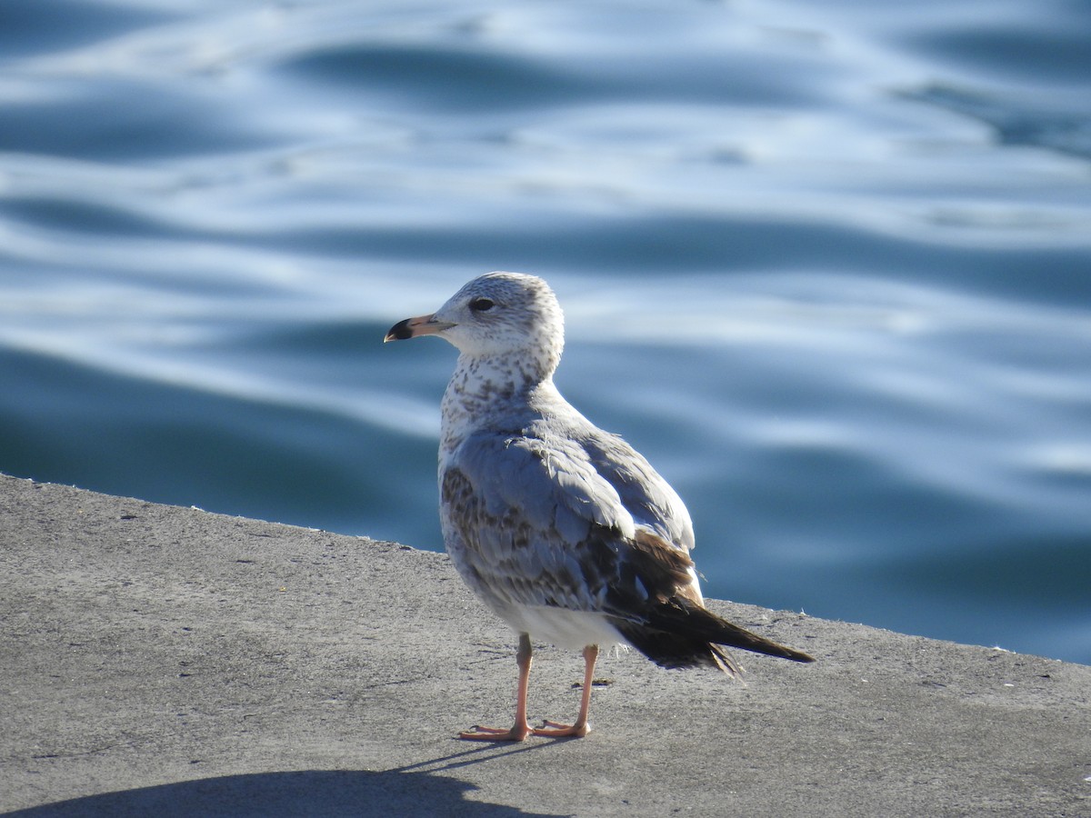 Ring-billed Gull - ML629096804