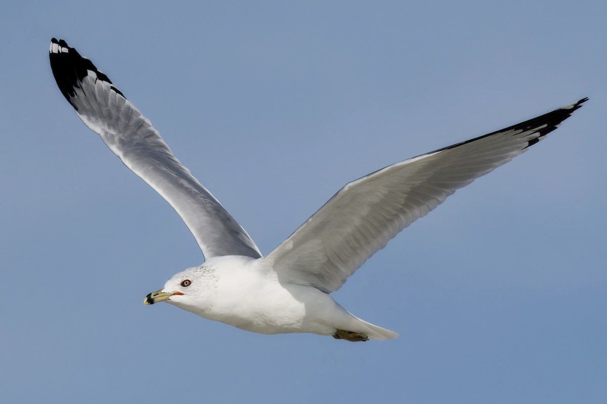 Ring-billed Gull - ML629096828