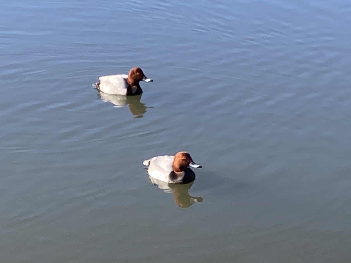 Common Pochard - ML629096855