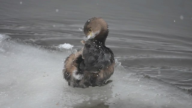 ringnebbdykker - ML629096879