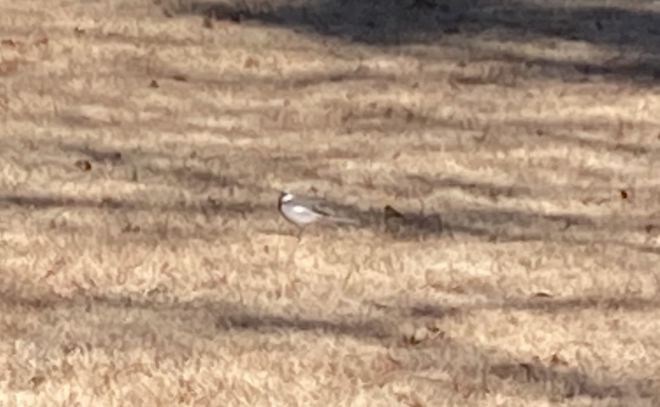 White Wagtail - ML629096945