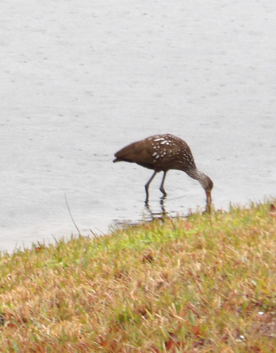 Limpkin - ML629096961