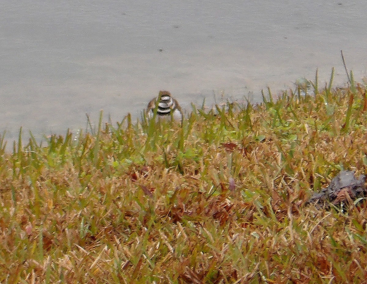 Killdeer - ML629096969