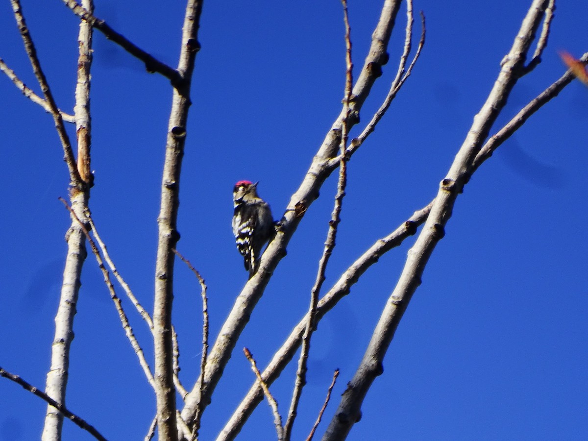 Цоохор тоншуул - ML629097031