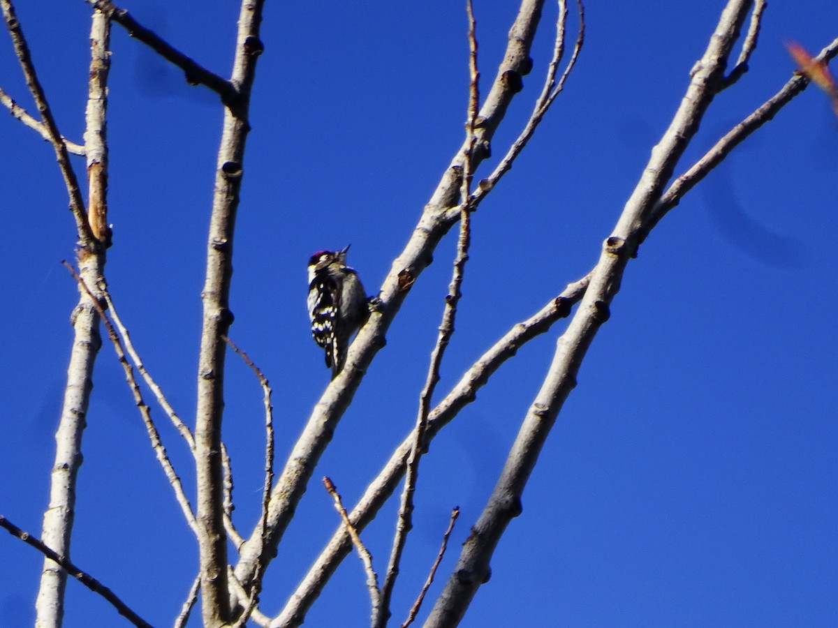 Цоохор тоншуул - ML629097032