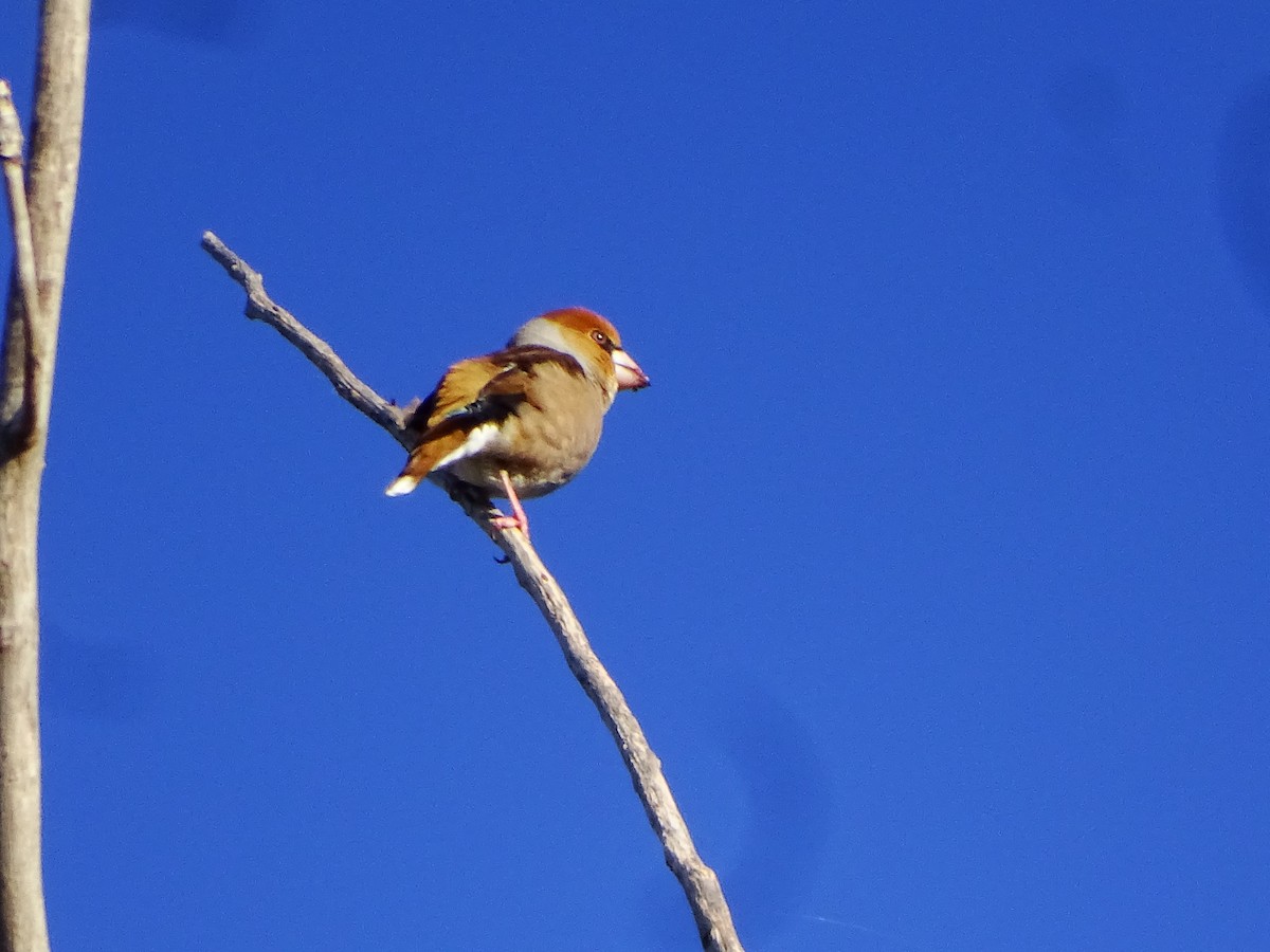 Банхар булжуухай - ML629097043