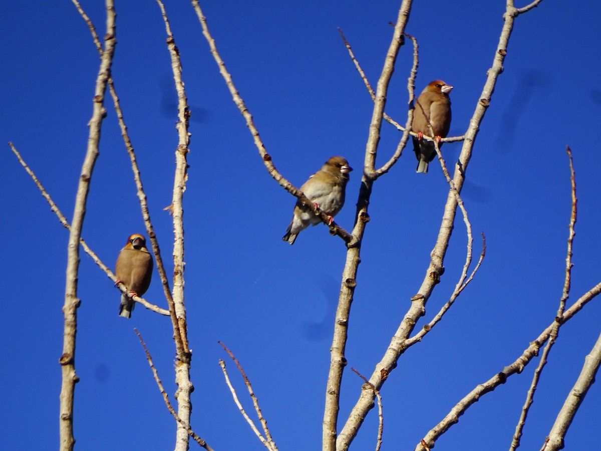 Банхар булжуухай - ML629097044