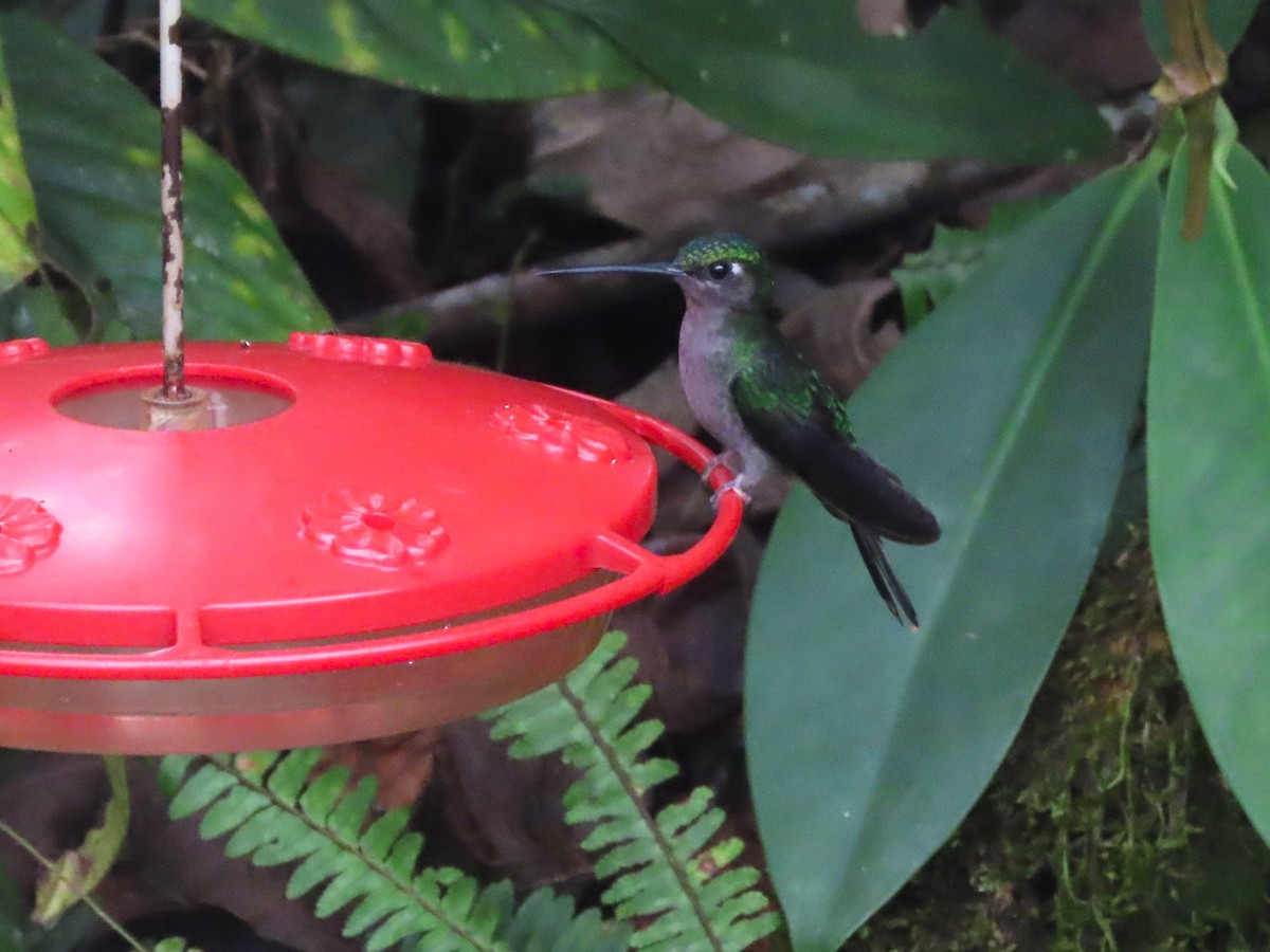 Napo Sabrewing - ML629097061