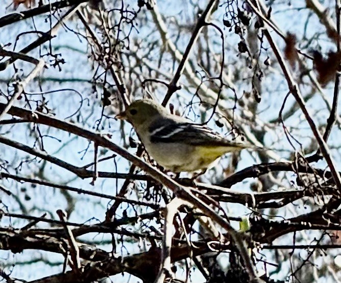 Western Tanager - ML629097135