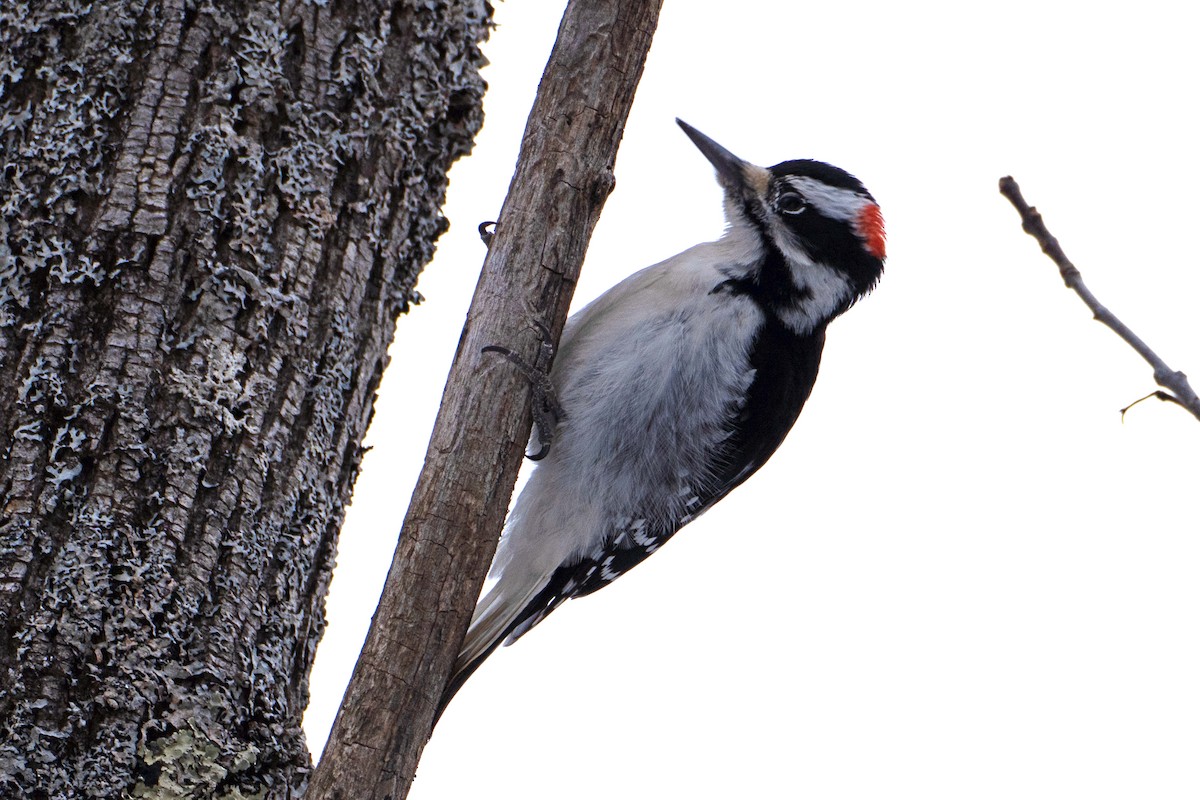 Hairy Woodpecker - ML629097169