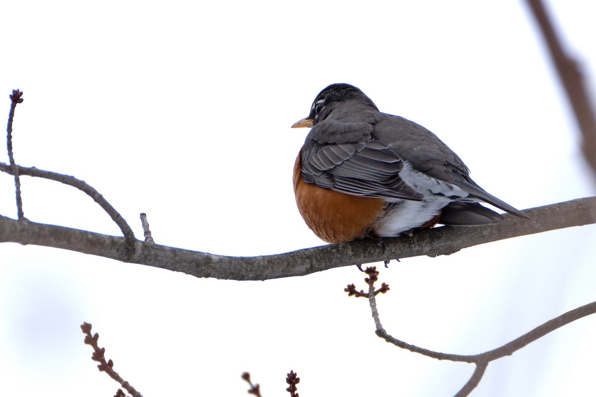 American Robin - ML629097203