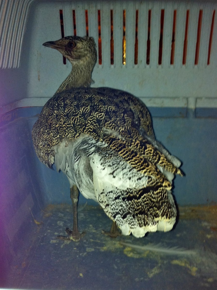 Little Bustard - ML629097304