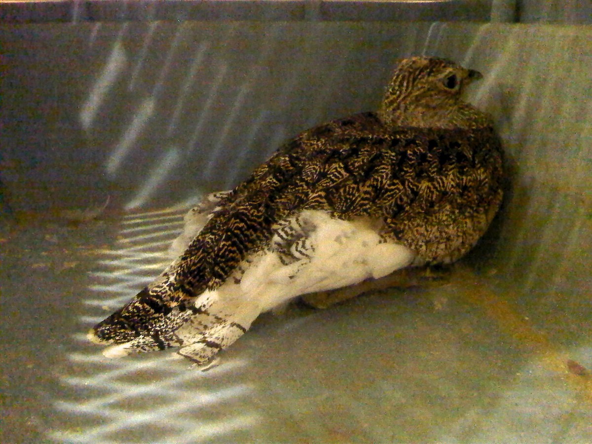 Little Bustard - ML629097305