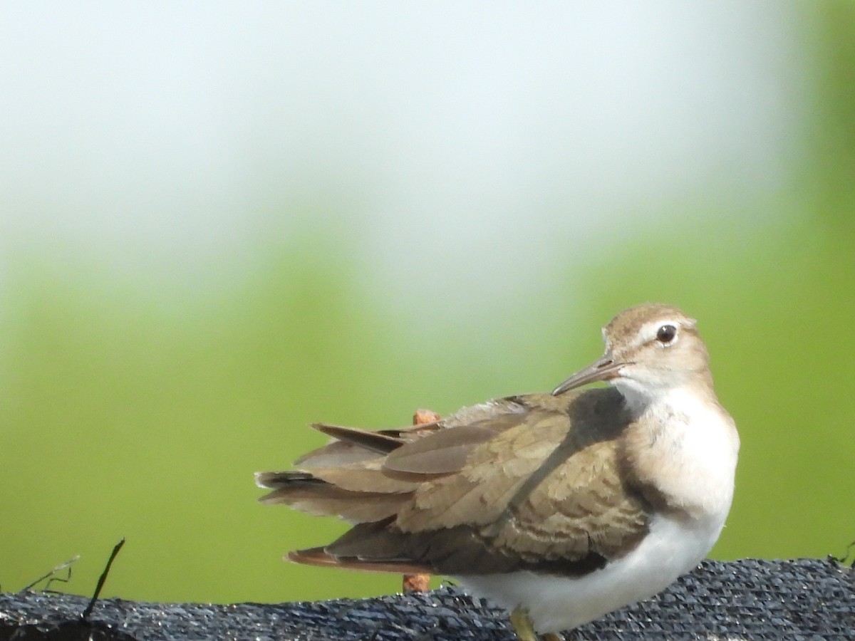 Spotted Sandpiper - ML629097351