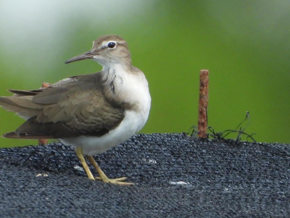 Spotted Sandpiper - ML629097352