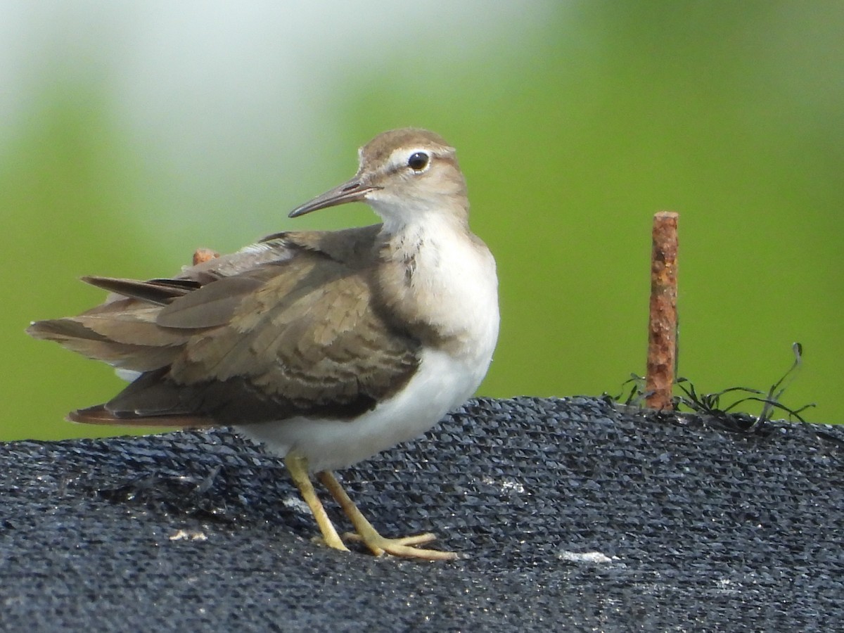 Spotted Sandpiper - ML629097356