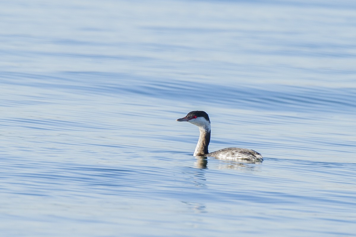 Horned Grebe - ML629097364