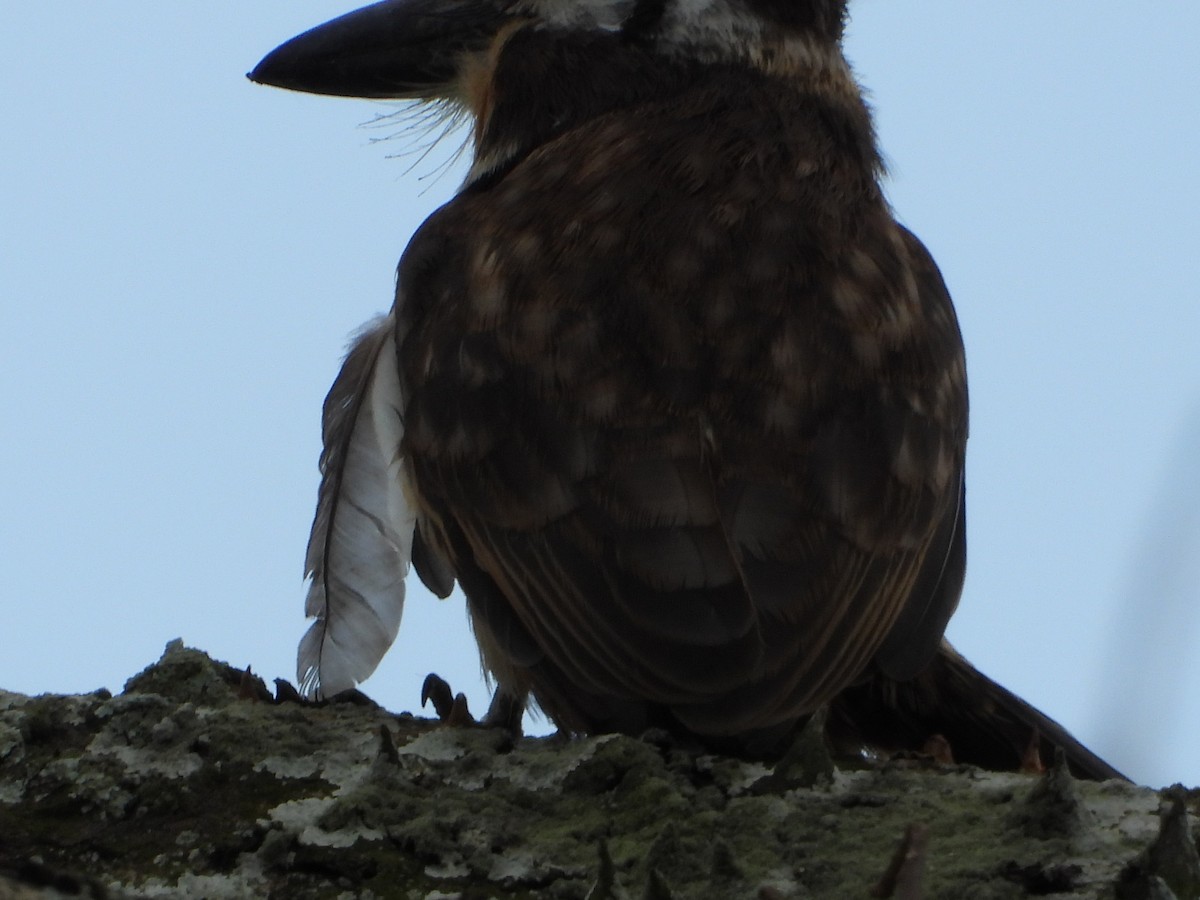 Russet-throated Puffbird - ML629097474