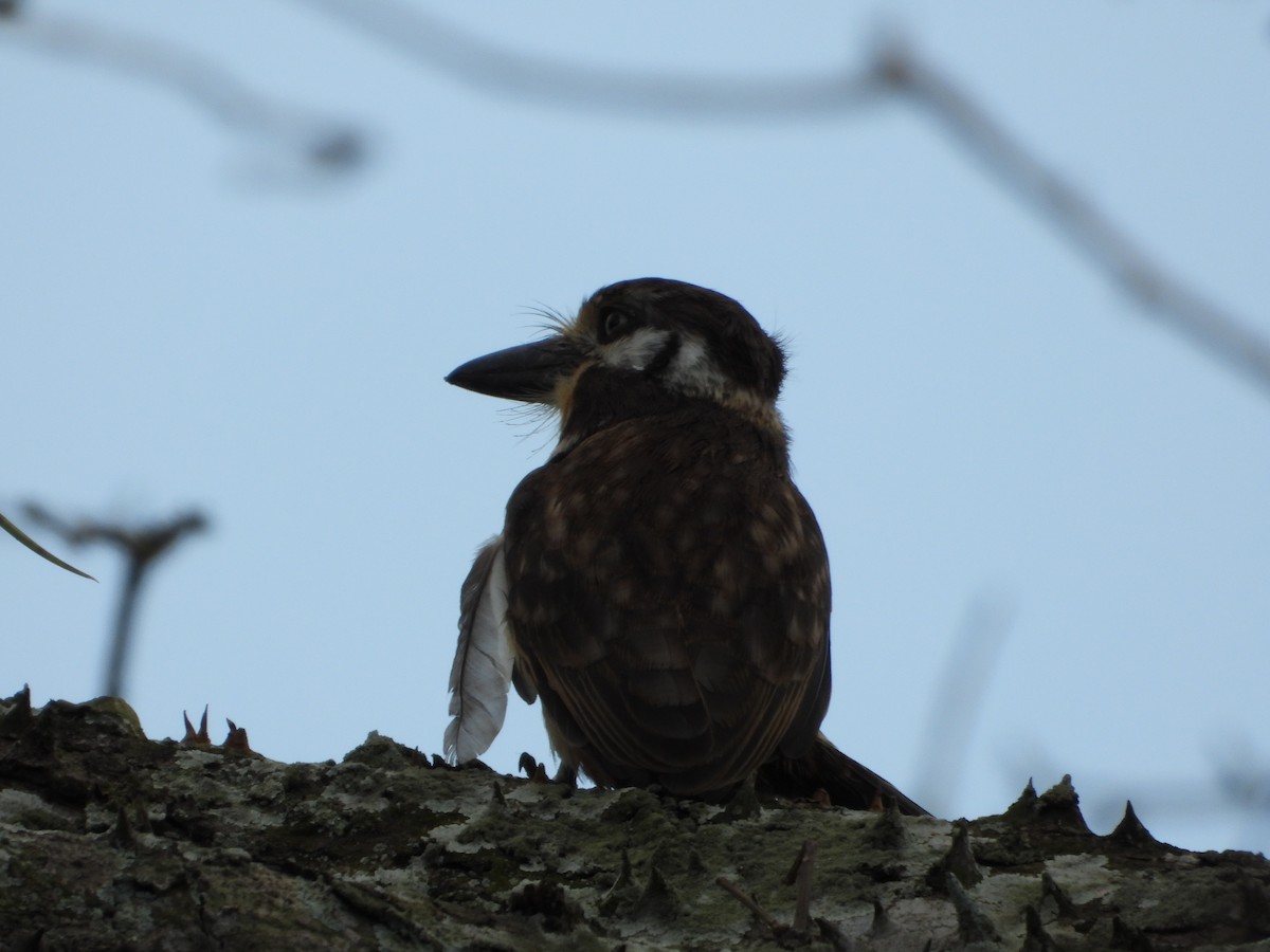 Russet-throated Puffbird - ML629097475