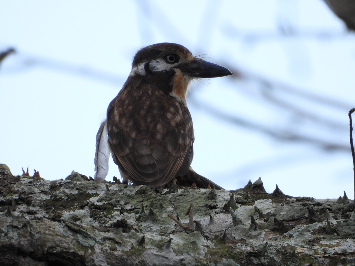 Russet-throated Puffbird - ML629097476